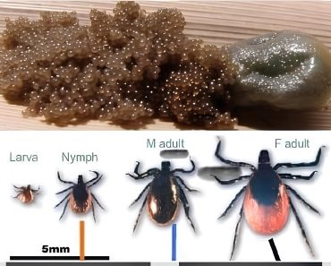 Beware of Jelly Like Nest