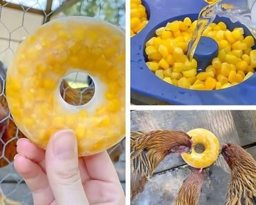 FROZEN CORN TREATS